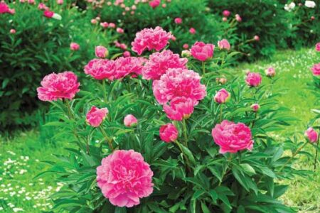 Family Heirlooms: Roses, Peonies, and More
